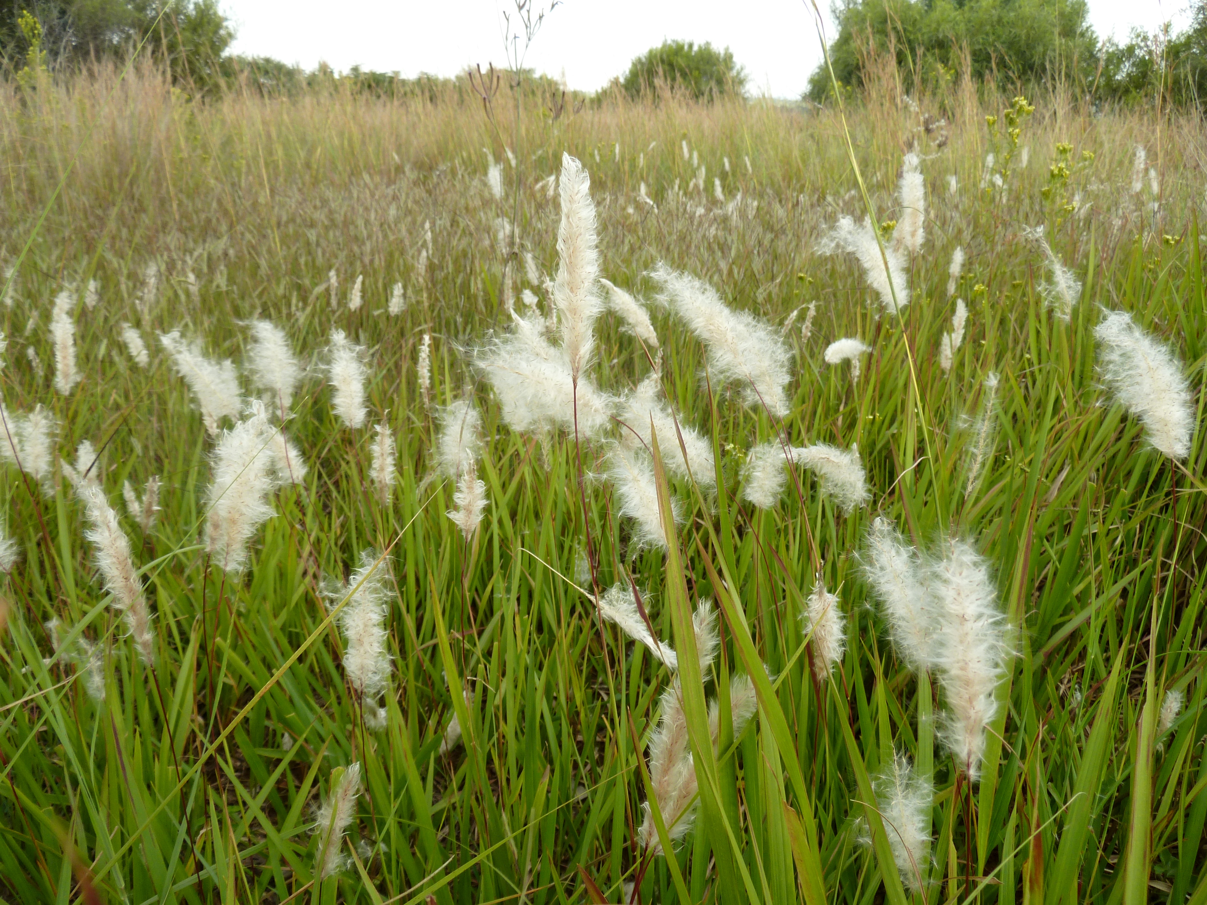 cogon grass 
